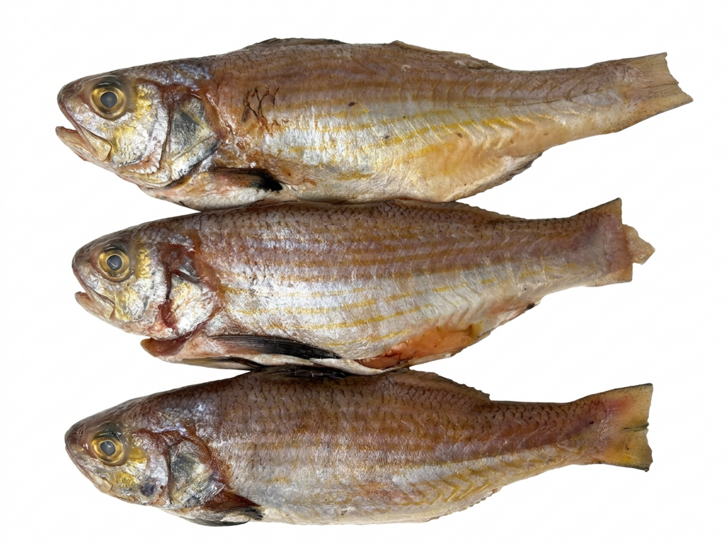 Barbure Sauvage de Guinée (Thiekem)(nettoyé, écaillé, congelé, environ 1 kg)