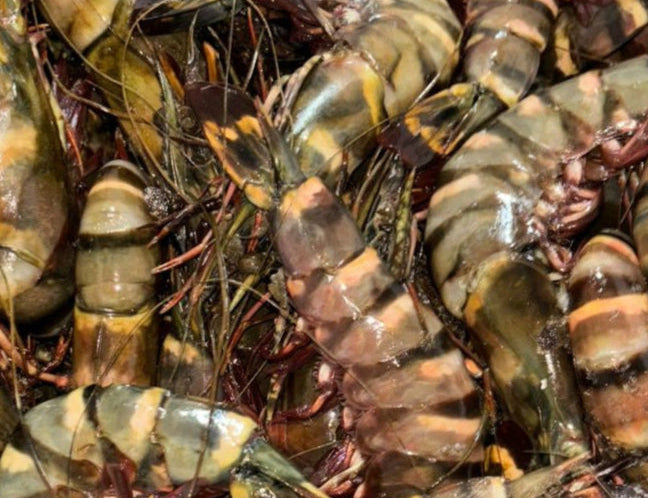 Gambas Shrimp (500g)