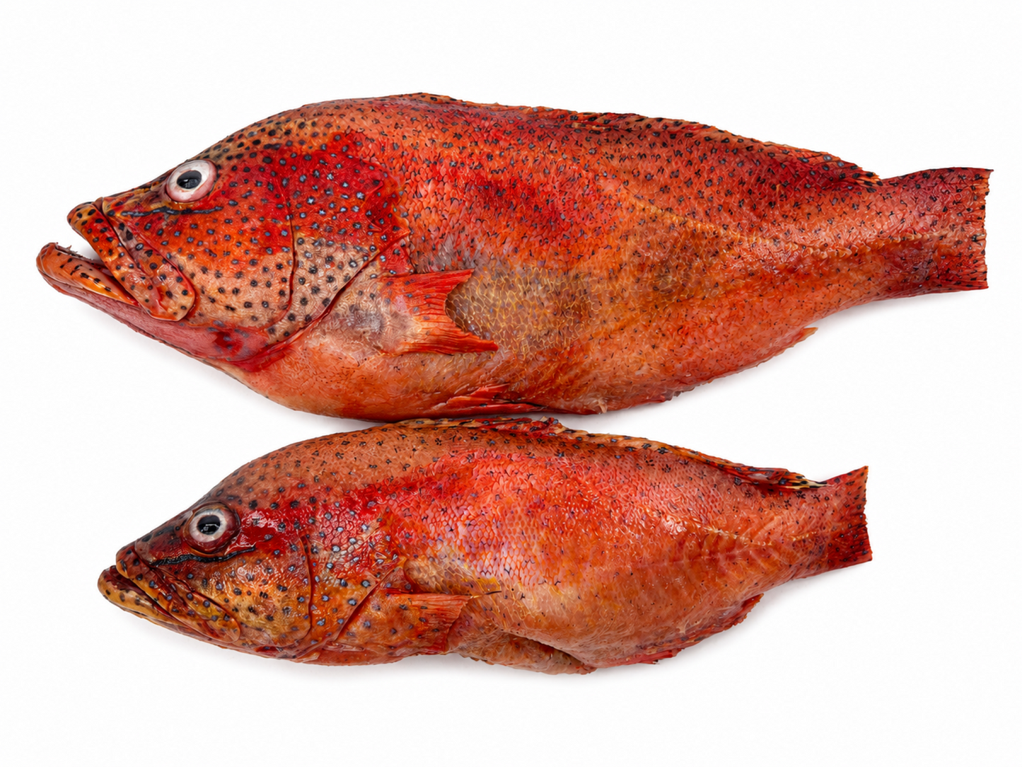 Mérou Rouge Sauvage de Guinée (Thiof) (nettoyé, écaillé, congelé, environ 1 kg)