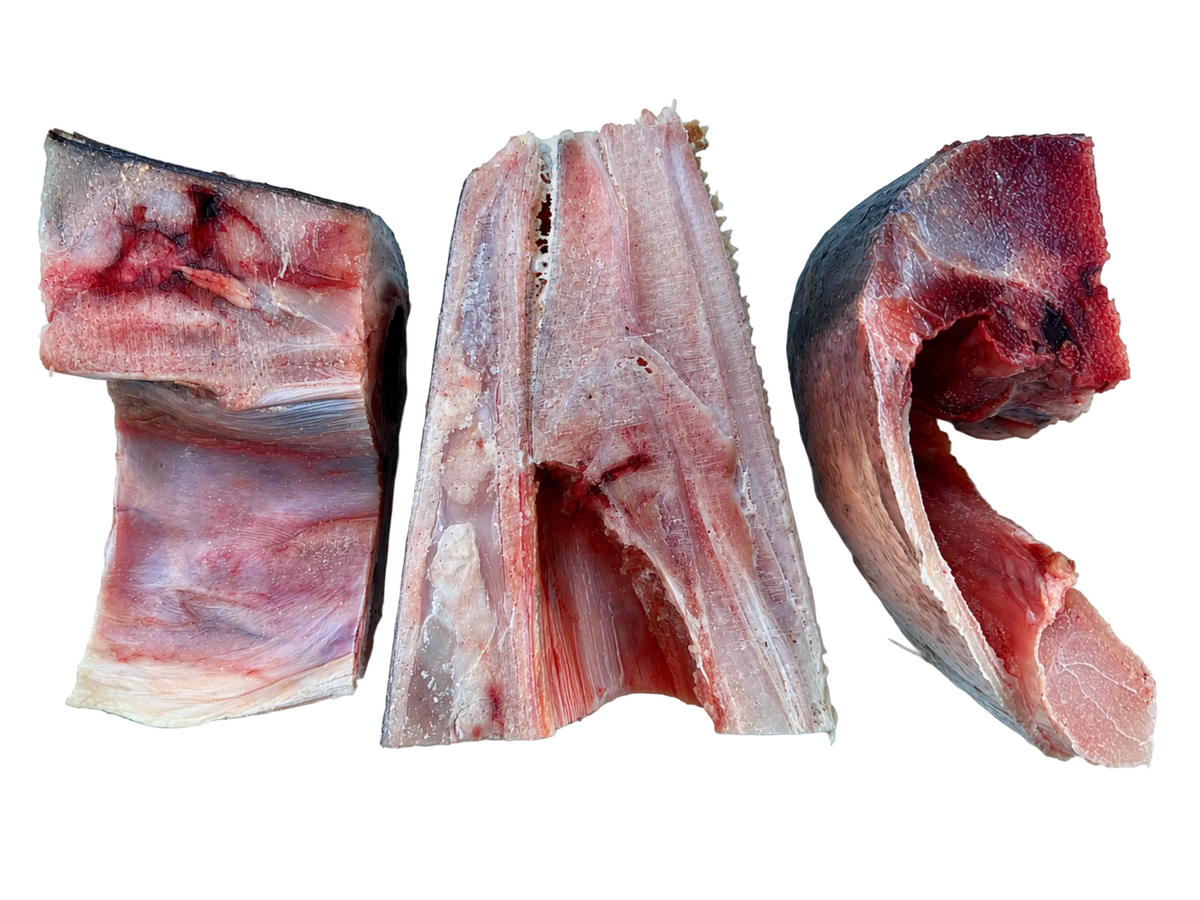 Guinean Wild-Caught Barracuda Head (frozen, about 1kg)