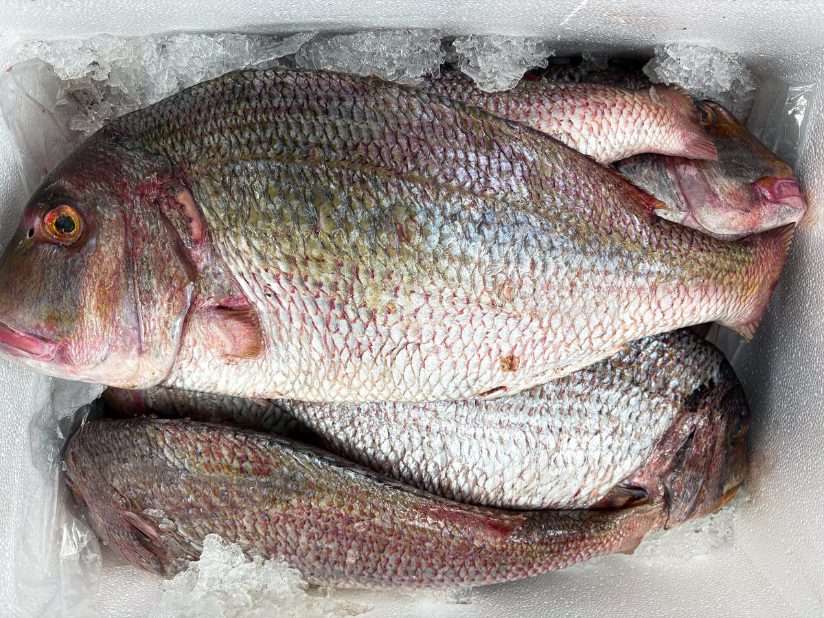 Guinean Wild-Caught Giant Fresh Sea Bream (Snappa) (cleaned, scaled, frozen, about 1kg)