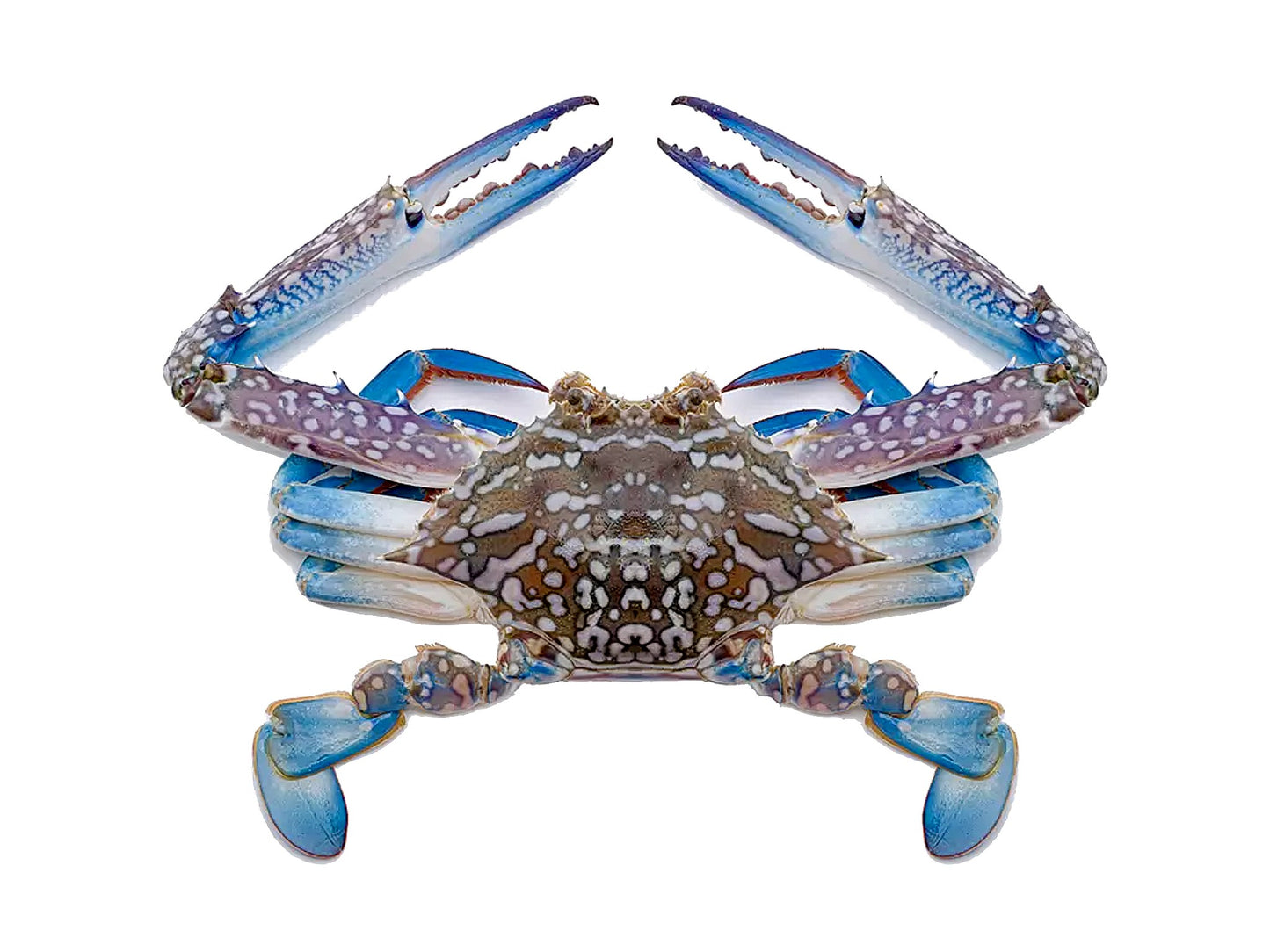 African blue swimming crabs (Frozen, Cleaned)(About 1kg)