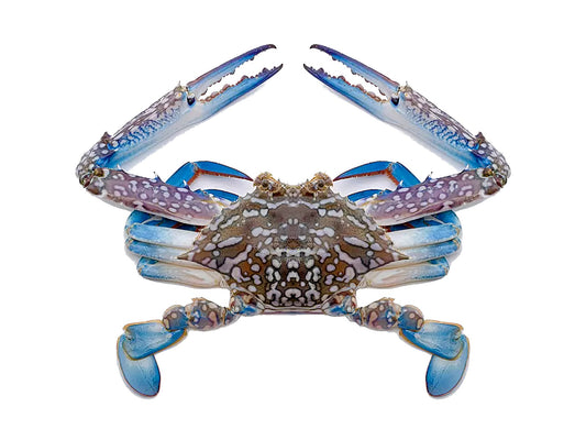 African blue swimming crabs (Frozen, Cleaned)(About 1kg)