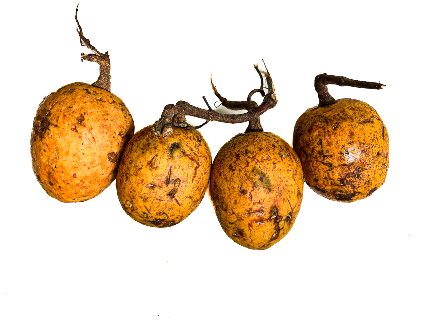 Le Maad (Saba senegalensis)(environ 1kg)