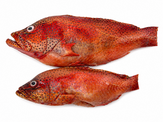 Guinean Wild-caught Whole Red Grouper (Thiof)(cleaned, scaled, frozen, about 1kg) (Copy)