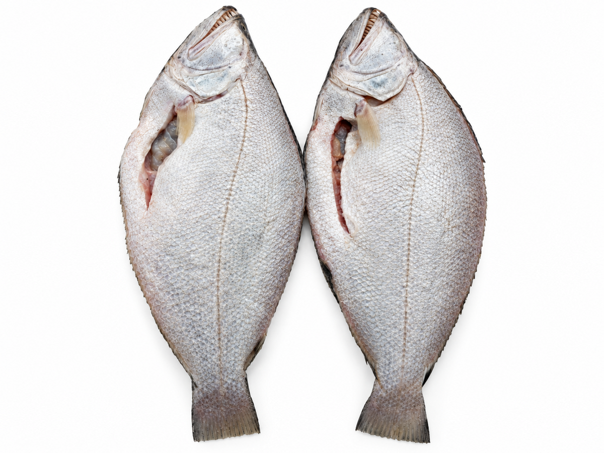 Wild-Caught Turbo Fish from Guinea (cleaned, scaled, frozen, about 1kg)